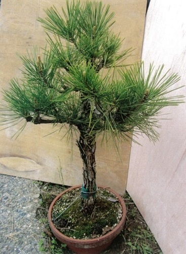 【実生30年】盆栽◆錦松◆高さ約６３cm◆鉢◆⑦