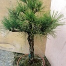 【実生30年】盆栽◆錦松◆高さ約６３cm◆鉢◆⑦