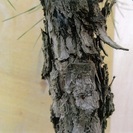 実生30年】盆栽◇錦松◇高さ約６３cm◇鉢◇⑦ | www.bbxbrasil.com