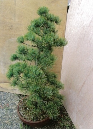【実生30年】盆栽◆五葉松◆高さ約６５cm◆鉢◆⑧