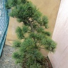 ワシミミズクの羽根？23枚最終セット-【実生30年】盆栽◇五葉松◇高さ