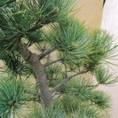 ワシミミズクの羽根？23枚最終セット-【実生30年】盆栽◇五葉松◇高さ