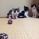子猫の里親さんを探しています。 − 長崎県