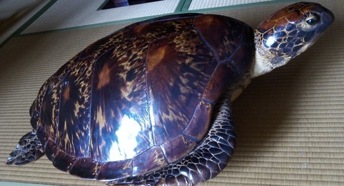 亀の装飾品 - その他 