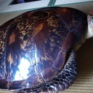 亀の装飾品