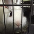 8ヶ月のミニウサギ(白) - 青森市