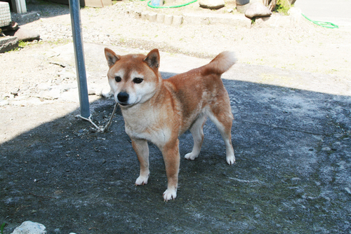 前件 地下室 なに 柴犬 血統書付き Webingworks Net