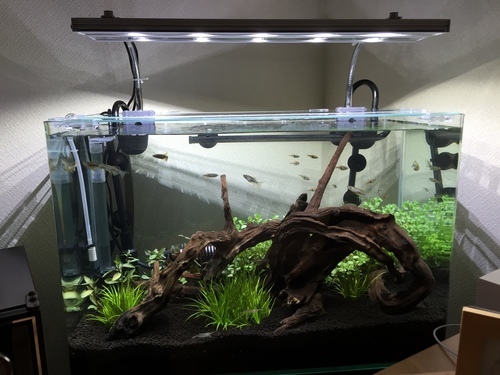正規通販 水槽台 お引き取り希望 ガラス水槽60センチ 魚用品 水草 Orointegrated Coop