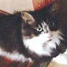 甘えん坊なシニア猫ちゃん（メス・１２才）の里親さんを探しています。
