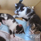 子猫全員に素敵な家族が見つかりました！ありがとうございました - 前橋市