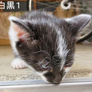 子猫全員に素敵な家族が見つかりました！ありがとうございました - 猫