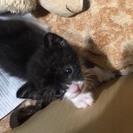黒に白ソックスの日本猫・生後一ヶ月・健康なオスです。里親になって...