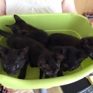 黒猫5兄弟