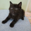 生後１ヶ月の黒猫（オス）の里親さんが決まりました。さび猫と兄妹で...