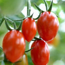 フルーツミニトマト アイコ苗２個　プランター栽培も可！！