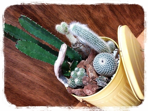 サボテン\u0026多肉植物の寄せ植え 黄色ブリキ