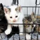 母猫＆子猫3匹の新しいお家を探しています。