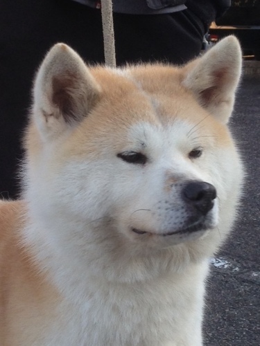 秋田犬牝4才里親探しています Rikimaru 尾張旭の犬の里親募集 ジモティー 秋田犬牝4才里親探しています Rikimaru 尾張旭の犬の里親募集 ジモティー