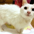 穏やかで優しい真っ白な幸運を呼ぶ美猫ホワくん - 文京区