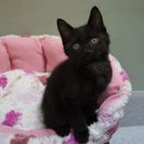 生後２ヶ月　オス　黒猫の里親さんが、さび猫と一緒に決まりました。