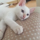 青い目をした白猫の子猫