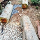 庭木を薪に❗️無料で差し上げます🌳