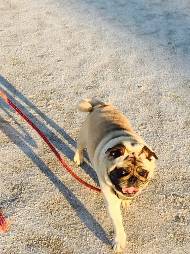 パグ好きな方 Bobuokun その他のパグの里親募集 ジモティー