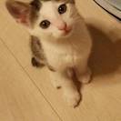 2か月の子猫 - 神戸市
