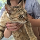 大切に育ててくれる方、募集！！　里親決定しました。 - 猫