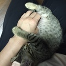 古賀市で2ヶ月の子猫