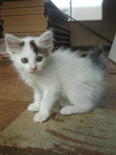 生後2ヶ月の子猫です トミタ 豊橋の猫の里親募集 ジモティー