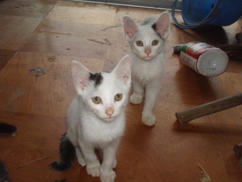 生後2ヶ月の子猫です トミタ 豊橋の猫の里親募集 ジモティー
