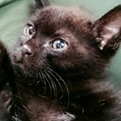 生後1か月半の男の子の黒猫ちゃん、もらってください。