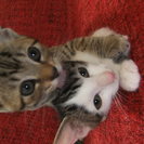 子猫３匹の里親募集　（１匹目柄：サバシロ？　２匹目柄：キジトラとチャトラの混合？　３匹目柄：キジトラ） − 兵庫県