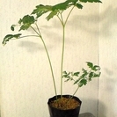 山野草　斑入り サラシナショウマ　 高さ38cm　茎3本立 4号長鉢植