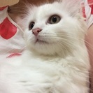 4ヶ月の純血種アメリカンカール白猫