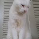 白猫です。