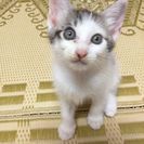 生後二ヶ月　かわいいメスの子猫2匹　里親募集中です