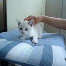 生後2ヶ月の白い子猫3匹 (お引取りは1匹からでも可) - 登米市