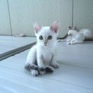 生後2ヶ月の白い子猫3匹 (お引取りは1匹からでも可) − 宮城県