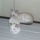 生後2ヶ月の白い子猫3匹 (お引取りは1匹からでも可) - 里親募集