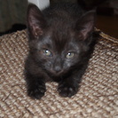 生後５カ月の可愛い黒猫２匹