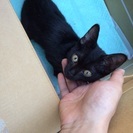 クリクリおめめで甘えん坊な3ヶ月の黒猫ちゃん。