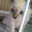 シャム系の子猫、目がブルー