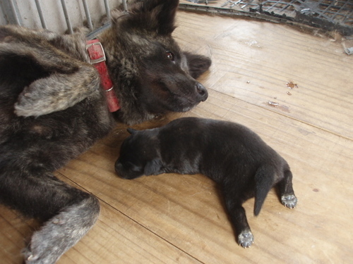 甲斐犬ミックスと柴犬の子犬 Tora 加古川の犬の里親募集 ジモティー