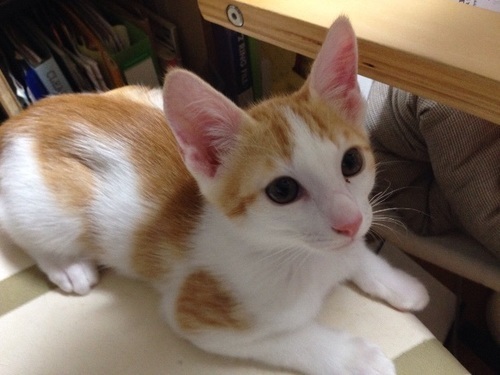 生後4ヶ月の子猫 ブルスタ 糸満の猫の里親募集 ジモティー