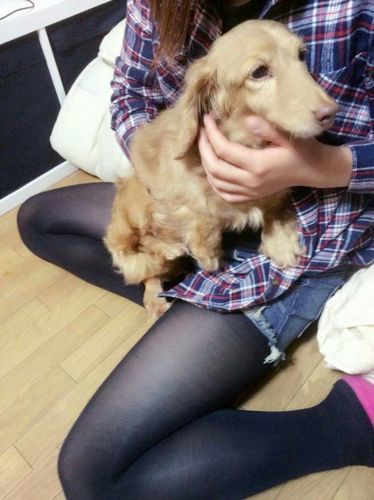 ダックスフンド 可愛い顔してます チョコちゃん その他の犬の里親募集 ジモティー