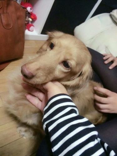 ダックスフンド 可愛い顔してます チョコちゃん その他の犬の里親募集 ジモティー