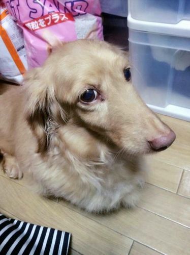 ダックスフンド 可愛い顔してます チョコちゃん その他の犬の里親募集 ジモティー