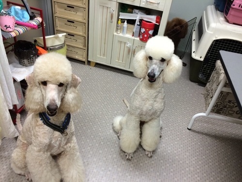 スタンダードプードル里親募集 ともやん 津の犬の里親募集 ジモティー スタンダードプードル里親募集 ともやん 津の犬の里親募集 ジモティー